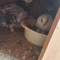 کبوتر نر ماده