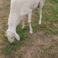 ۳ میش ابست وقوچ خوب