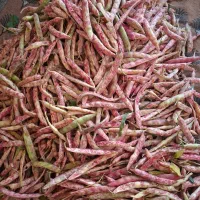 لوبیا چیتی تر غلافدار موجود|خوردنی و آشامیدنی|سیه رود, |دیوار