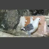 دوجفت نوک موشی|پرنده|مهر, |دیوار