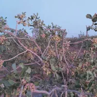 ۳۵۰قصب زمین پسته کرمان(باغین)درختان بزرگ