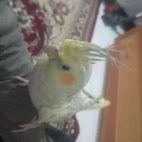 عروس هلندی خونگی گلباقلی|پرنده|زاهدان, |دیوار