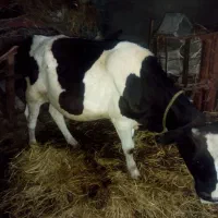 فروش گاو ب همراه گوساله نر یکساله
