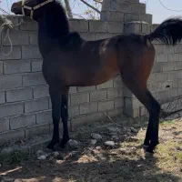 کره نریون(سام دکتر طاهری)