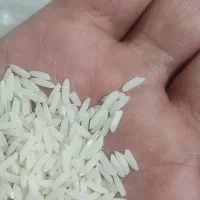 برنج هاشمی دانه درشت|خوردنی و آشامیدنی|اسلام‌شهر, شهرک قائمیه|دیوار