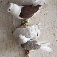 کفتر|پرنده|مرودشت, کناره|دیوار