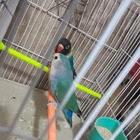 یک جفت کوتوله به شرط تخم جوجه