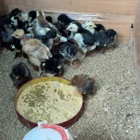 جوجه محلی، گلین ،گردن لخت