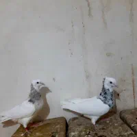 جفت نروماده طوق سرور بی عیب هفت رنگ|پرنده|ششده و قره بلاغ, |دیوار