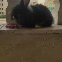 خرگوش لپ