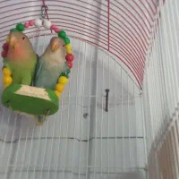 عروس هلندی. مرغ عشق. طوطی برزیلی. فنچ. کبوتر