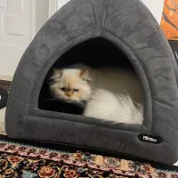 فروش جای خواب گربه