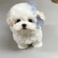 سگ جیبی کوچیک