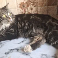 گربه پرشین|گربه|مشهد, کوی دروی|دیوار