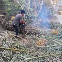 قطع برش نخل و درخت و دیمیت|خدمات باغبانی و درختکاری|بندر گناوه, |دیوار