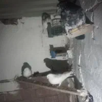 کبوترطوقی|پرنده|اردبیل, |دیوار