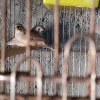 کوتوله برزیلی ماده مولد فنچ باجوجه مرغ عشق سرلاکی|پرنده|تبریز, |دیوار