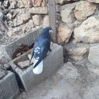 دوتا شهری ماده