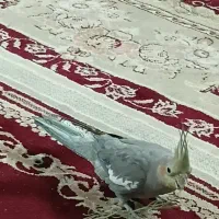 عروس