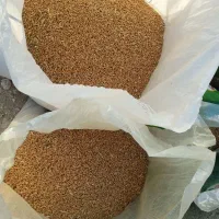 گندم|عمده‌فروشی|کاکی, |دیوار