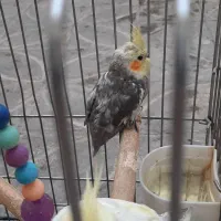 عروس هلندی ۲تا ماده|پرنده|ری, عباس‌آباد|دیوار