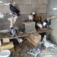 فروش کبوتر جفتی 750
