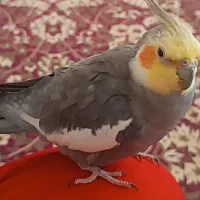 عروس هلندی نر