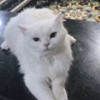 گربه خانگی