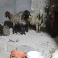 چند تا میش و بز