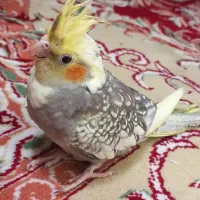 عروس هلندی طاووسی(گل باقالی)