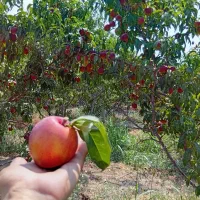 باغ نقلی|فروش خانه و ویلا|میاندوآب, |دیوار