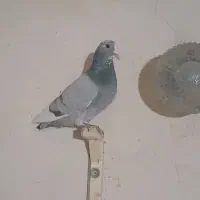 نر سبز پلنگ