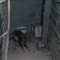 ژرمن ماده یک ساله