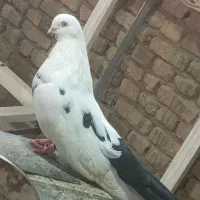 کبوتر نوک ریز