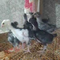 جوجه گلبن لری