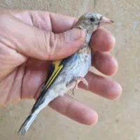 جوجه سهره زنجان