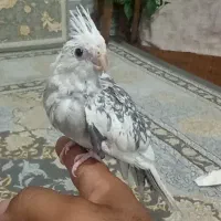 جوجه عروس دستی|پرنده|زاهدان, |دیوار