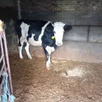 تلیسه سیمینتال