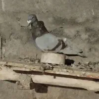 کفتر نر|پرنده|شیروان (خراسان), |دیوار