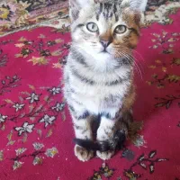 گربه|گربه|تبریز, |دیوار