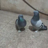 کبوتر ترکیه بازی دار