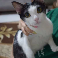 واگذاری رایگان گربه