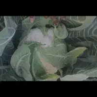 گل کلم تناژ بالا