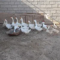 قوقازچینی اصل|حیوانات مزرعه|شادگان, |دیوار