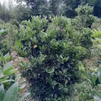 یاس هلندی قیچی خورده ریشه پرس قیمت مناسب|گل و گیاه طبیعی|کلارآباد, |دیوار