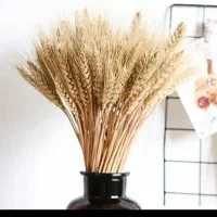 کاه گندم دیمی ریز