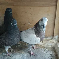 جوجه کبوتر پرشی