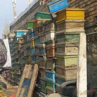 کندو وقوطی وبدنه