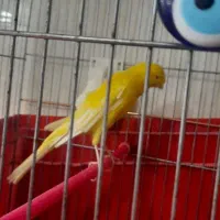 قناری نررسمی بلند