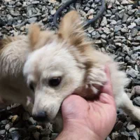 پامر|سگ|خلیل آباد, |دیوار